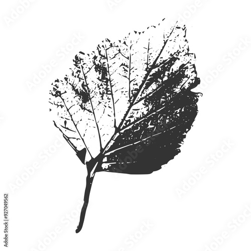Black print autumn birch leaf. Isolated traced ink fall object. Vintage vector illustration on transparent background