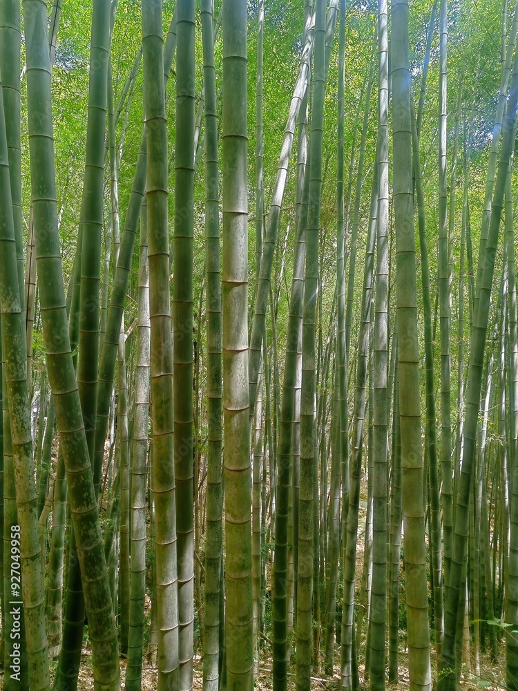 Bamboo trees growing in forest at noon. Bamboo forest,Natural background. Bamboo trees growing in forest at noon. Bamboo forest,Natural background.