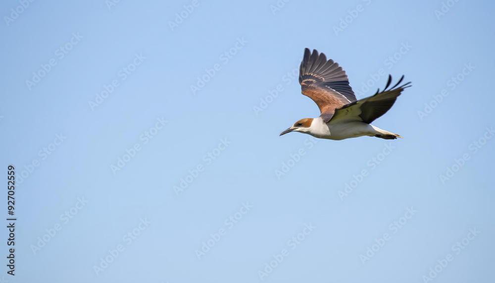 Fototapeta premium A white bird with red feet flies in the sky