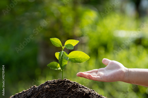 The seedling in the soil with light of the sun, declaring their love for trees.