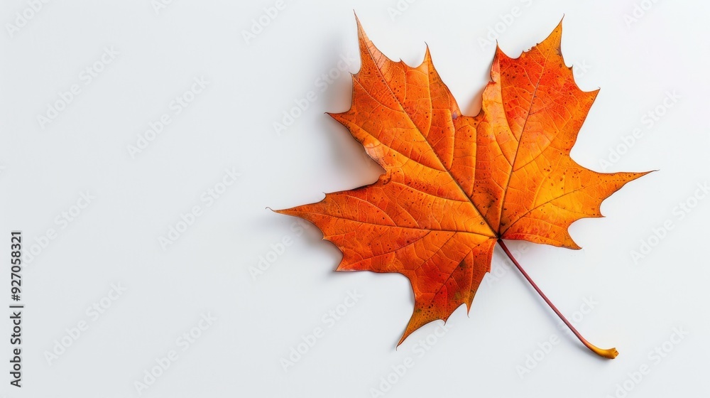 Orange maple leaf resting on a crisp white background, highlighting the intricate vein patterns and the vivid color contrast. Orange maple leaf resting on a crisp white background, highlighting the intricate vein patterns and the vivid color contrast.