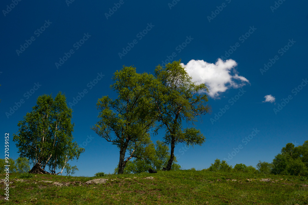 Obraz premium Green hillside with trees under blue sky and fluffy cloud.