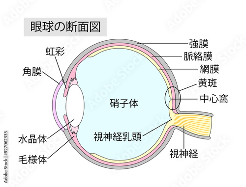 眼球の断面図1