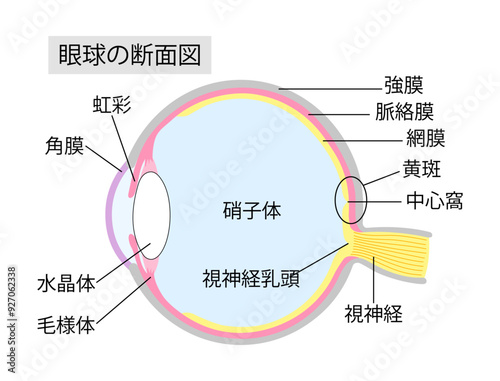 眼球の断面図2
