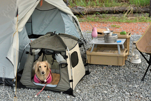 犬用テントでキャンプする犬