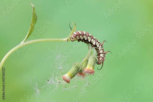 The beautiful and graceful appearance of the common crow caterpillar. This caterpillar will metamorphose into a Euploea core butterfly. photo