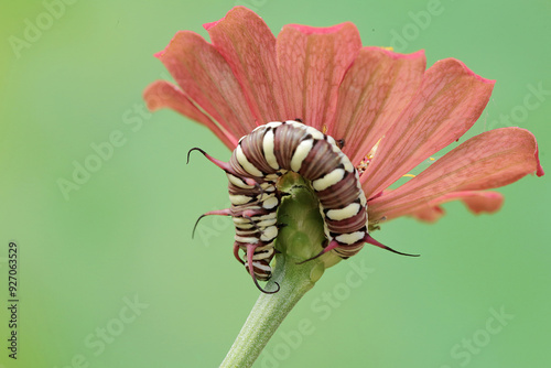 The beautiful and graceful appearance of the common crow caterpillar. This caterpillar will metamorphose into a Euploea core butterfly. photo