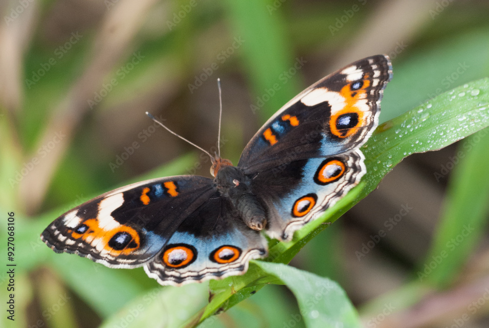 Vibrant Butterfly Perched on Dewy Green Leaf in Nature Vibrant Butterfly Perched on Dewy Green Leaf in Nature