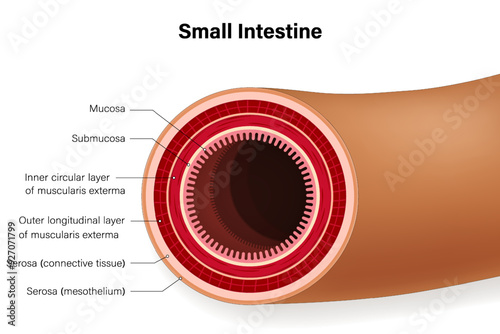 Small intestine. Cross section of human intestinal jejunum. Digestive organ. Medical education. 