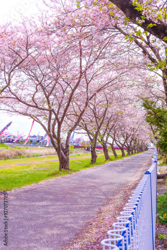 鯉のぼりとさくらの花びらが舞う桜並木