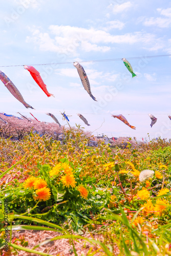 青空と菜の花と満開の桜、春風に泳ぐ鯉のぼり
