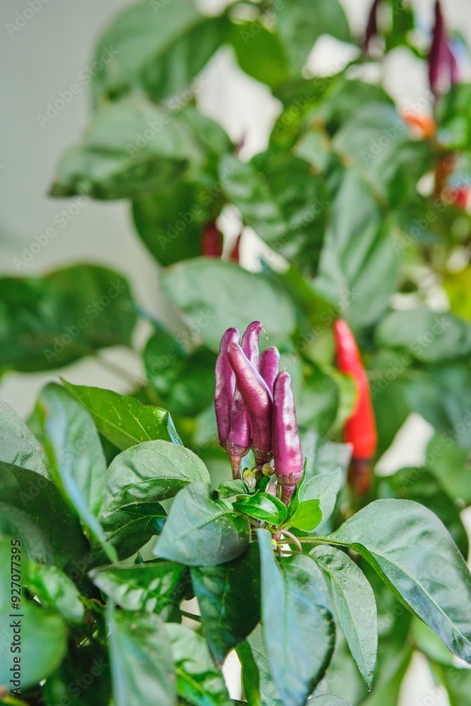 Mini chili peppers with pods in pots on a windowsill on a balcony in a city apartment. Mini chili peppers with pods in pots on a windowsill on a balcony in a city apartment.