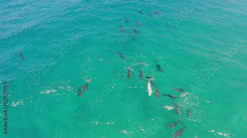 Wallpaper Mural Tropical, ocean or drone for swimming of dolphins, eco tourism or holiday for diving in school porpoise animals. Environment, aerial or hawaii in warm water, ecology or natural landscape of sea life Torontodigital.ca