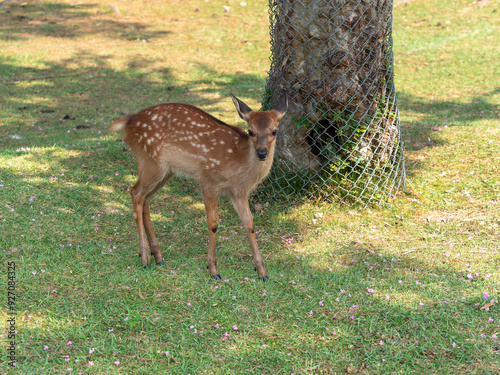 奈良公園の可愛い子鹿