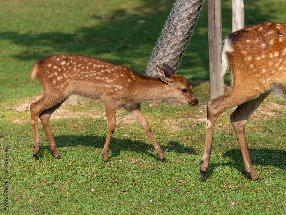 奈良公園の可愛い子鹿 奈良公園の可愛い子鹿