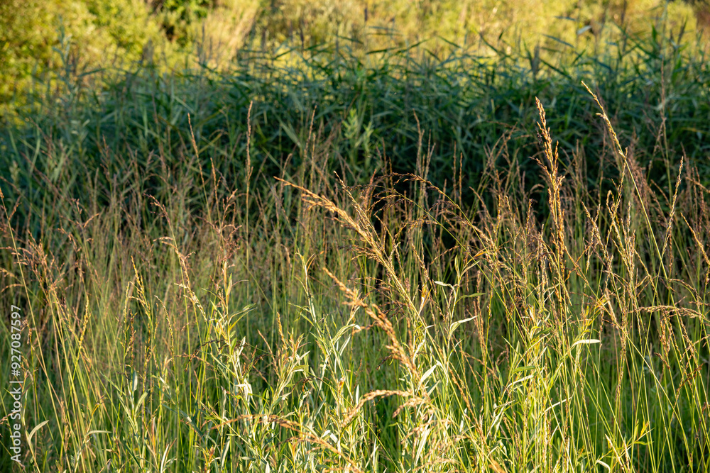 In the foreground, Molinia arundinacea in the Dachau moss (Bavaria, Germany). Other common names are greater moor grass or tall moor grass. In the background, common reed (Phragmites australis) In the foreground, Molinia arundinacea in the Dachau moss (Bavaria, Germany). Other common names are greater moor grass or tall moor grass. In the background, common reed (Phragmites australis)