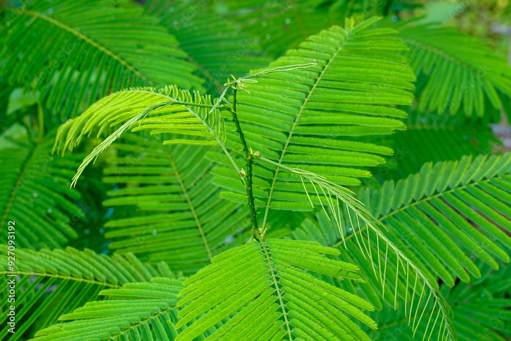 Acacia trees are shrubs with sharp thorns and branches. The leaves are small compound leaves. Young leaves have a pungent odor. Thai people can use it to prepare many dishes. Acacia trees are shrubs with sharp thorns and branches. The leaves are small compound leaves. Young leaves have a pungent odor. Thai people can use it to prepare many dishes.