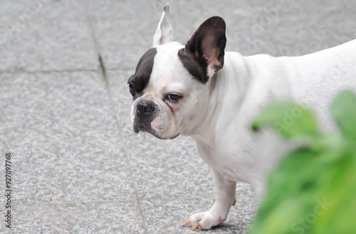 dog or french bulldog, unaware French bulldog photo