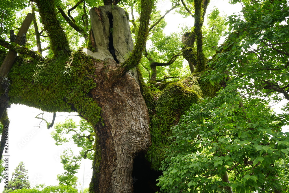 Naklejka premium Dazaifu-Tenmangu in Fukuoka, Japan - 日本 福岡 太宰府天満宮