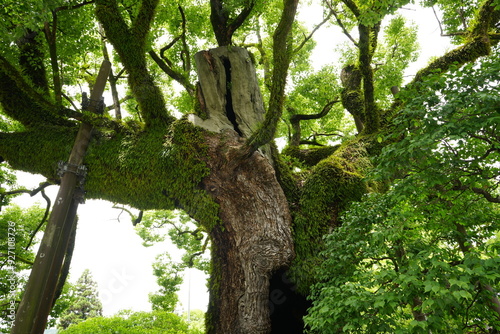 Dazaifu-Tenmangu in Fukuoka, Japan - 日本 福岡 太宰府天満宮 photo