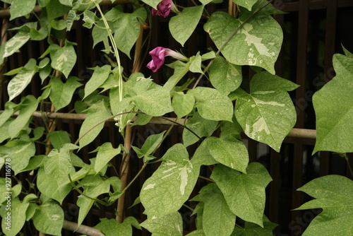 Morning Glory, Purple Flower - 朝顔 花
 photo