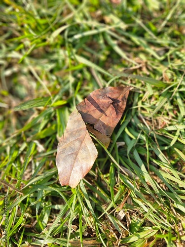 Dry leaves lying on the grass in the morning sun