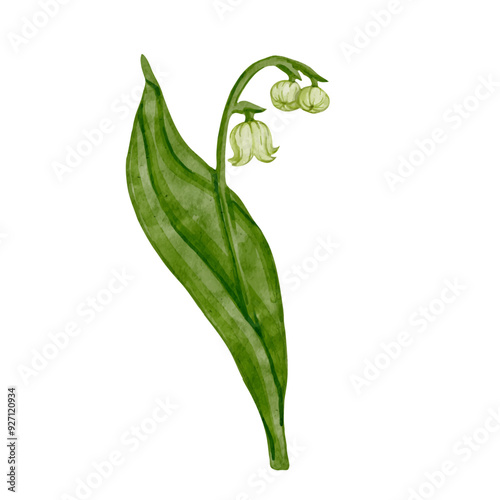 Spring lily of the valley flower.Colorful botanical element of seasonal plant.Vector graphic.