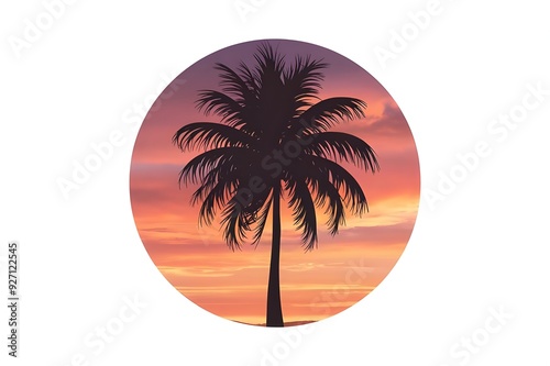 palm tree silhouette photo