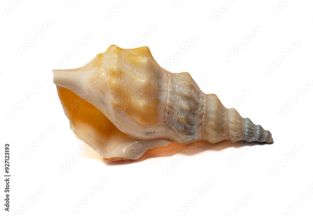 Seashell isolated on white background close up Seashell isolated on white background close up