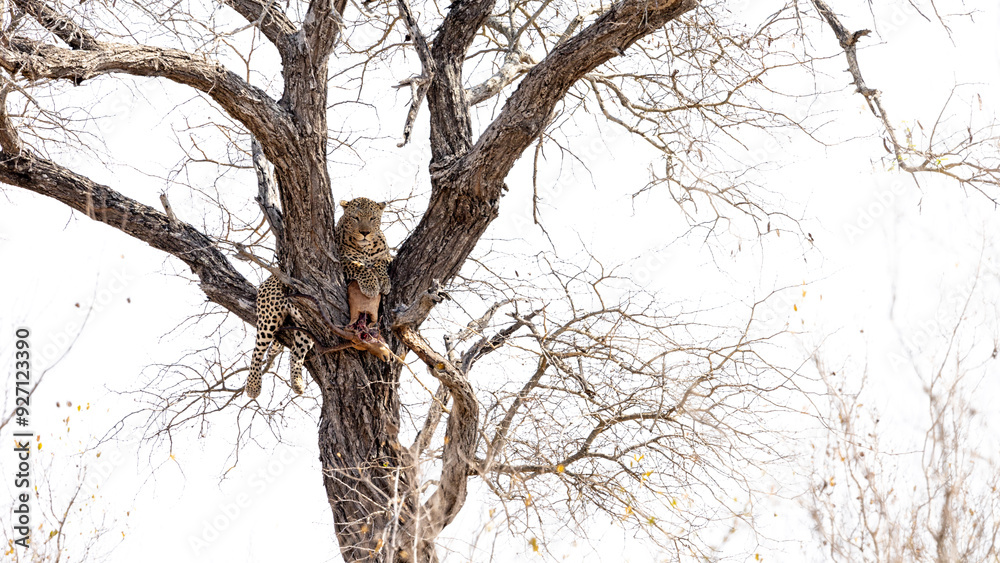 Fototapeta premium a big male leopard in a tree with his Impala kill