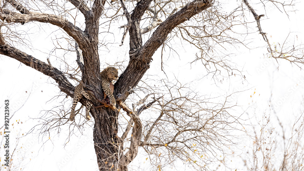 Fototapeta premium a big male leopard in a tree with his Impala kill