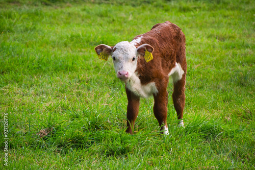 Kleines Kalb in den Niederlanden photo