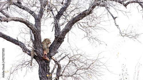 a big male leopard in a tree with his Impala kill