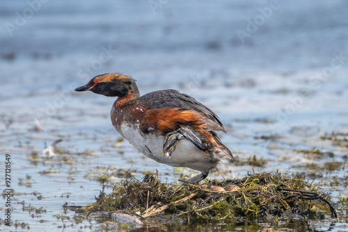 Horned grebe or Slavonian grebe - Podiceps auritus female comming to nest. Photo from Mývatn lake in Iceland. A threatened species. photo