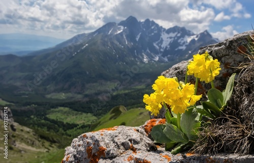 Primula auricula (mountain cowslip, bear's ear) is a species of flowering plant in the family Primulaceae. Blooming flower in the wild, growing on a limestone cliff. photo