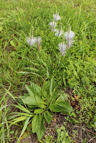 Flowering plantain plantago media in a meadow