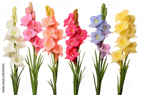 Multicolored gladiolus flowers on white background