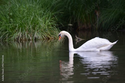 Majestetic white swan gliding on water