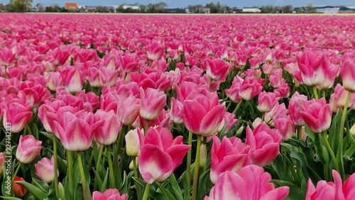 field of pink tulips #927142133