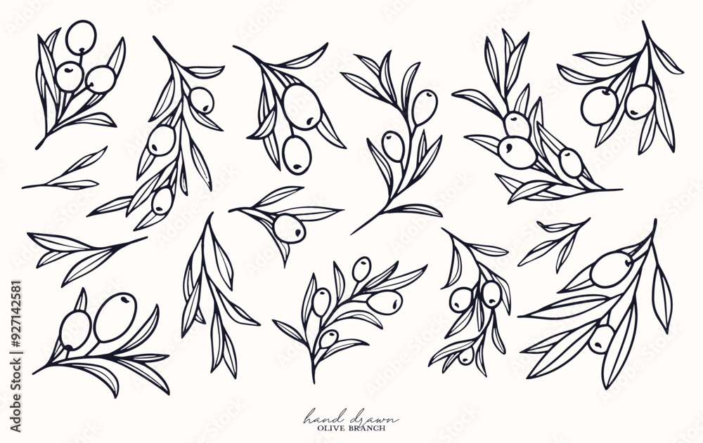 Fototapeta premium Olive Branch for olive oil logo or olive icon, hand drawn olive branch botanical herbs elements in vector format, floral olive frame and border and virgin oil