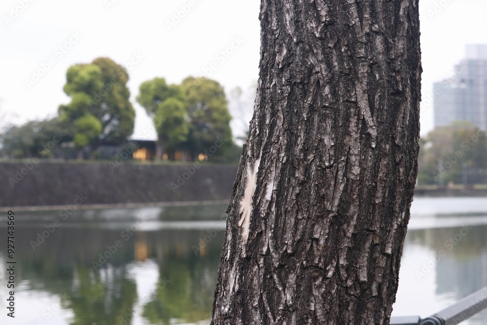 Fototapeta premium tree on the river