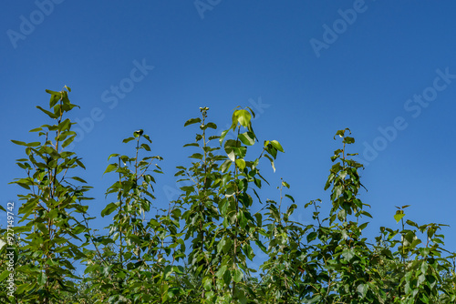 Populus balsamifera,balsam poplar, bam, bamtree, eastern balsam-poplar, hackmatack, tacamahac poplar, tacamahaca， Denali Viewpoint South, Alaska

 photo