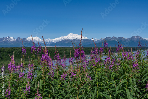 Chamaenerion angustifolium is a perennial herbaceous flowering plant in the willowherb family Onagraceae. fireweed, rosebay willowherb. Denali Viewpoint South, Alaska photo