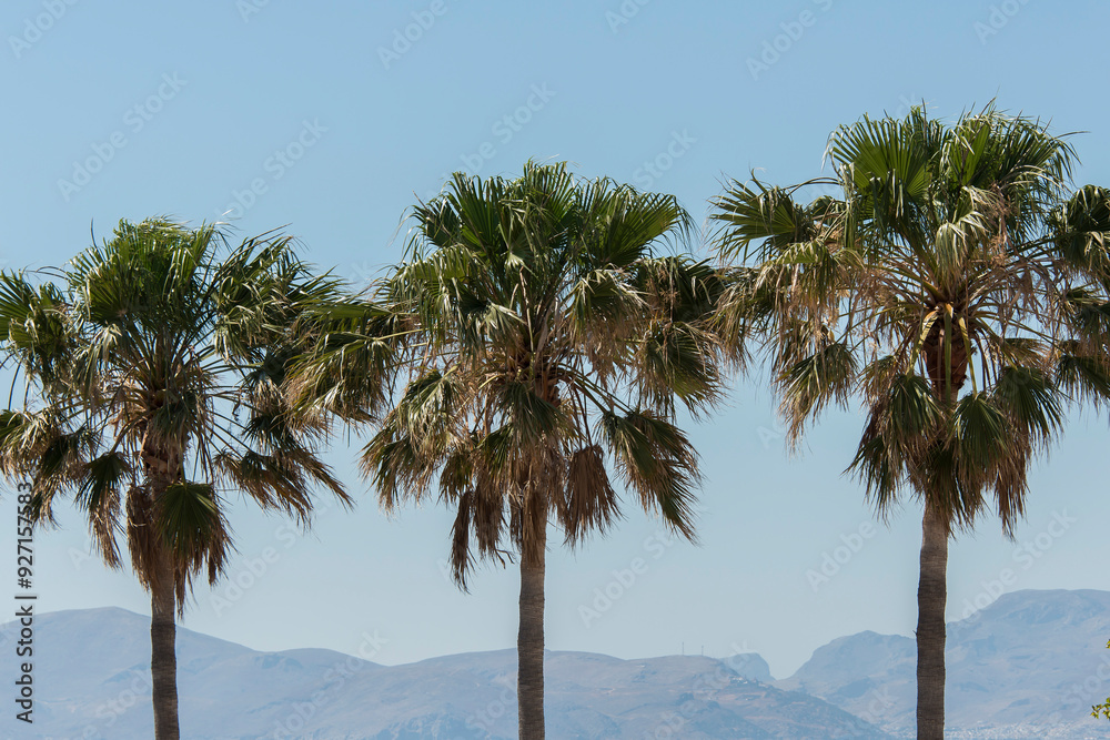 Obraz premium Palmen 