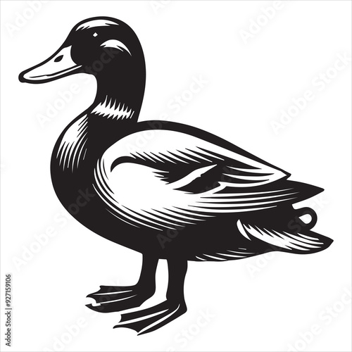 Mallard Silhouette,  Wild Duck Clipart,  Mallard standing head turned to side illustration in black and white