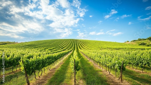 Stunning Vineyard Views: Rows of Grapevines Under a Blue Sky