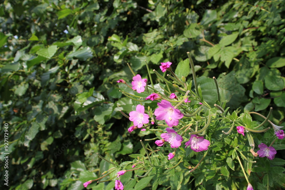 Blume
