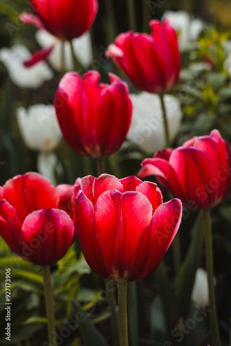 red tulips in the garden