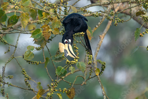 An adult male oriental pied feeding on small fig fruits while perched on a fruiting branch at Pilibhit tiger reserve, Uttar Pradesh, India photo