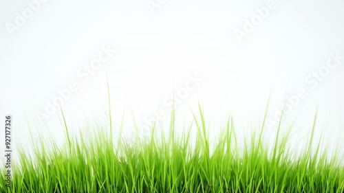 Green grass growing up, isolation on white background. Empty space